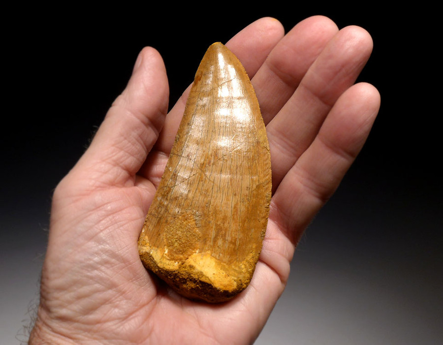 carcharodontosaurus saharicus tooth