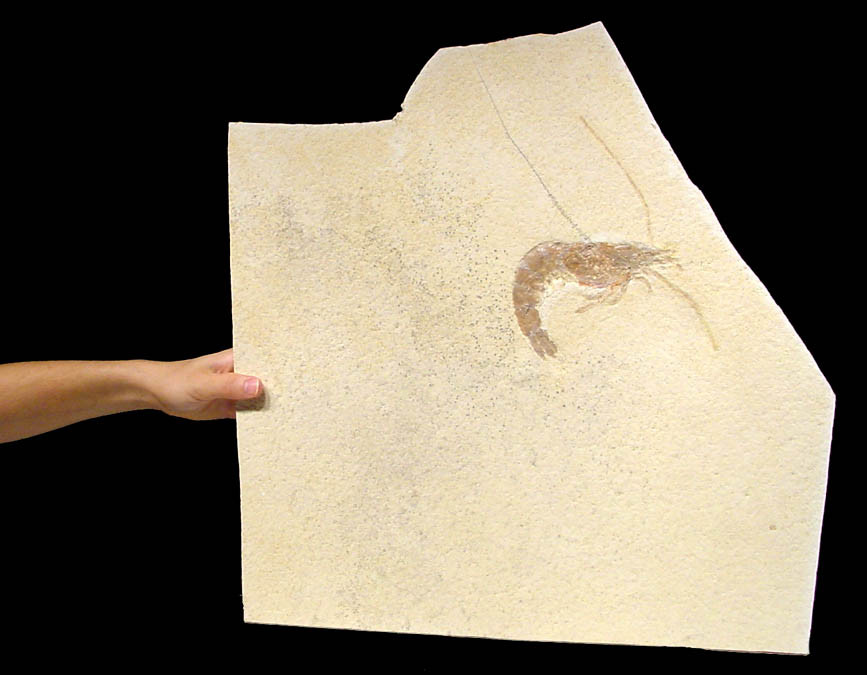ENORMOUS PREHISTORIC 8 INCH SHRIMP ANTRIMPOS FOSSIL ON LARGE