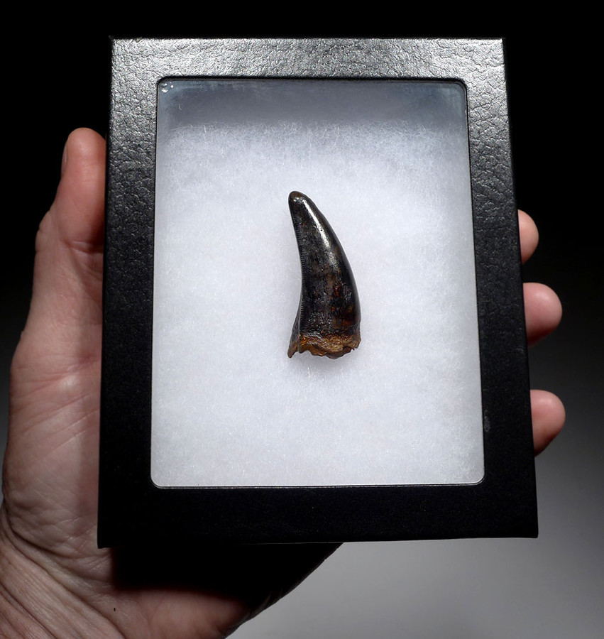 UNBROKEN 2.1 INCH T REX TYRANNOSAURUS REX TOOTH DINOSAUR FOSSIL