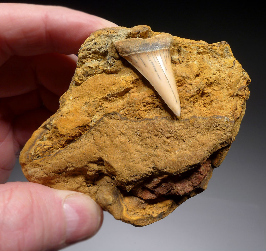 Dent Fossile De Requin Mako (Isurus) – 4,1 Cm – Floride – Bien Conservée