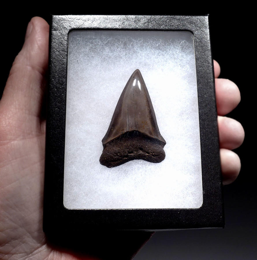 TOP COLLECTOR GRADE 2.2 INCH GEORGIA FOSSIL SHARK TOOTH OF ISURUS ...