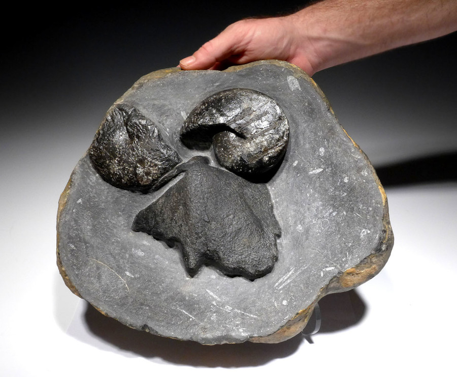 RARE DEVONIAN PRIMITIVE PLACODERM ARMORED FISH SKULL WITH