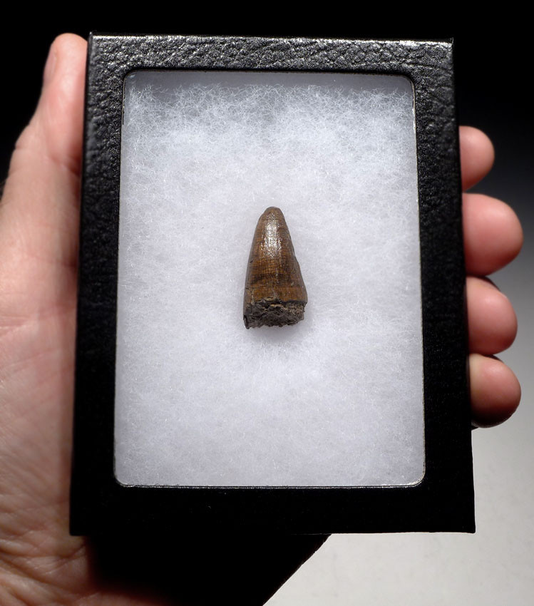 JAVA MAN KILLER CROCODILE FOSSIL TOOTH FROM THE FAMOUS HOMO