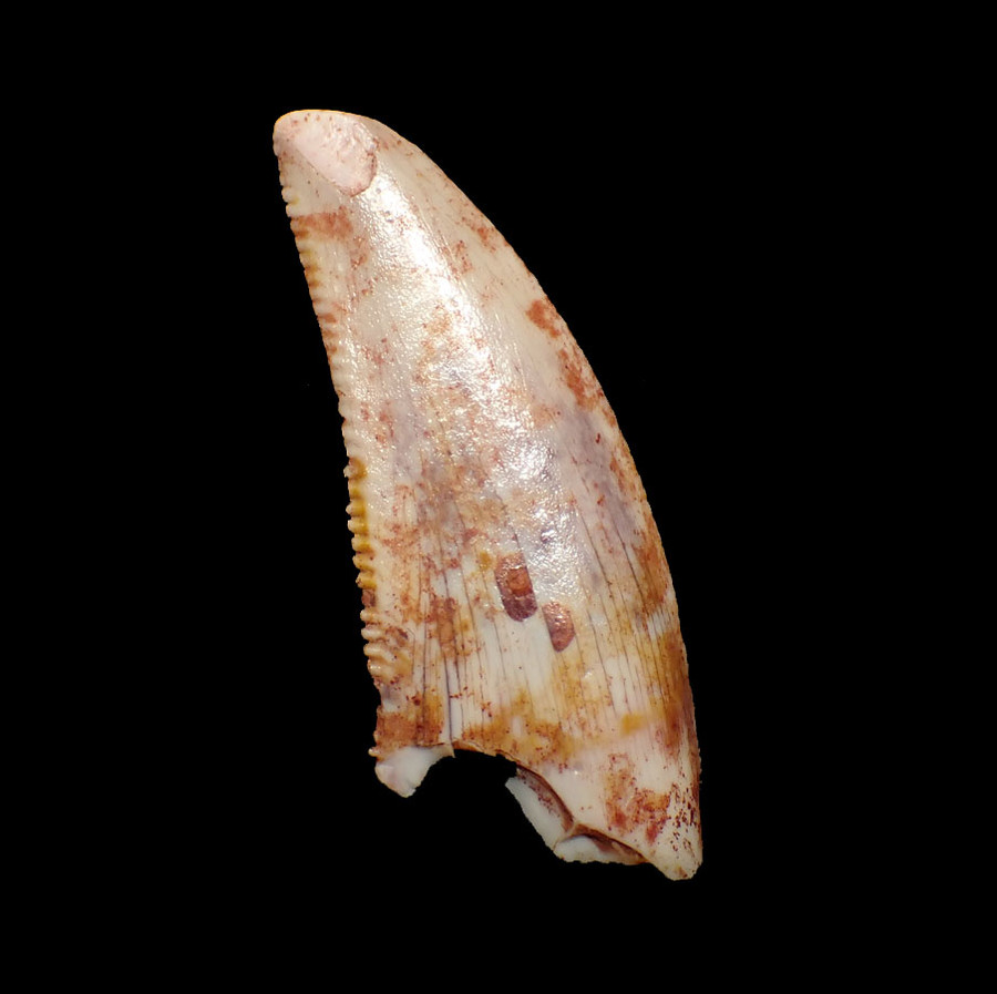 SUPREME LARGE WHITE DROMAEOSAUR 