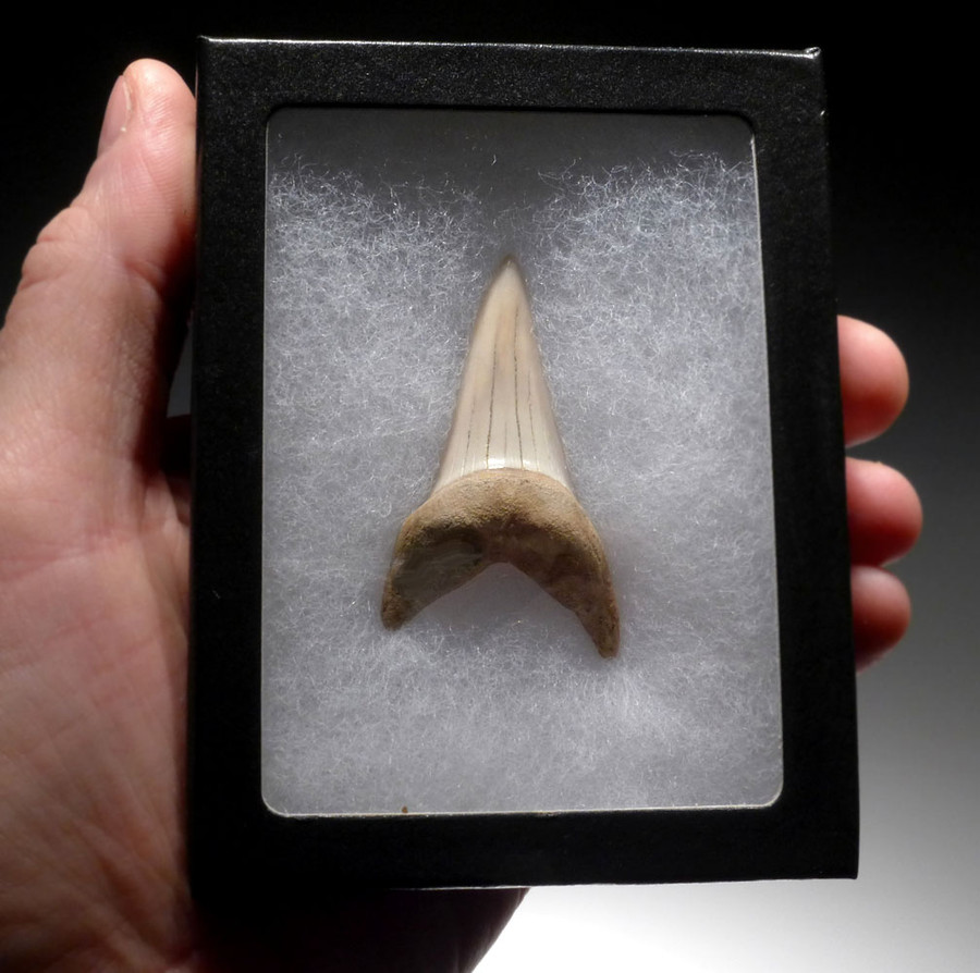 LARGE 2.25 INCH LOWER JAW ISURUS HASTALIS FOSSIL MAKO SHARK TOOTH FROM ...