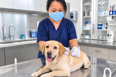 Common Health Issues in Pets: Signs, Prevention, and At-Home Recommendations