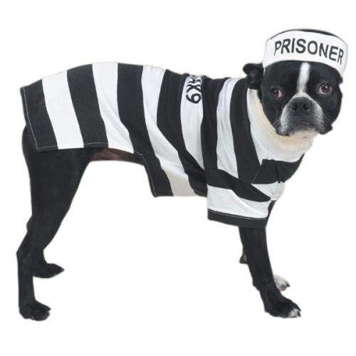 Casual Canine Prison Pooch Costume XXL
