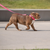 GF Pet Reflective Leash Medium/Large Neon Pink
