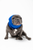 PET HOODZ DOG HOODIES FOR ANXIETY Medium Blue