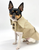 Classic Trench Coat
