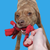 3-in-1 Enrichment Tube for Dogs - Tug Toy, Treat Dispenser & Snuffle Ball - Bluee