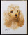 Blank Card with Envelope by Robert May - Apricot Poodle (RGC01C)