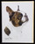 Blank Card with Envelope by Robert May - Boston Terrier (RGC12A)