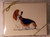 Fur Children Blank Note Cards - Basset Hound (NC040513)