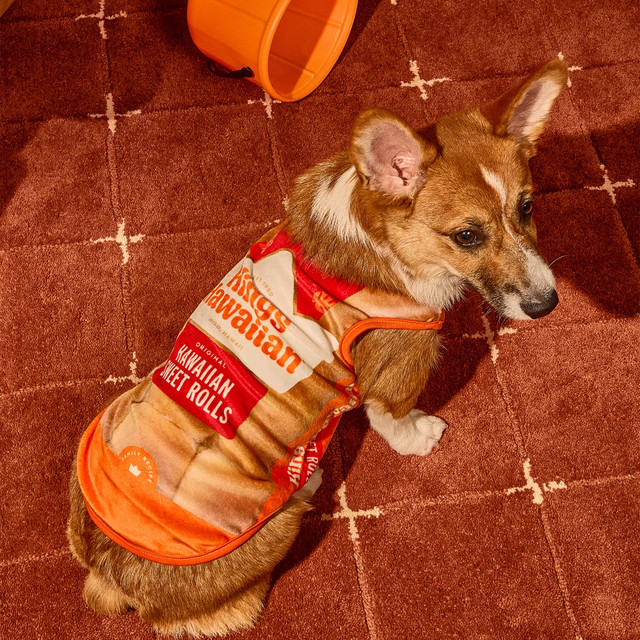 Corgi wearing the King's Hawaiian Original Hawaiian Sweet Rolls dog costume, designed to look like the sweet rolls package, sitting on a rust-colored rug beside an orange trick-or-treat bucket.