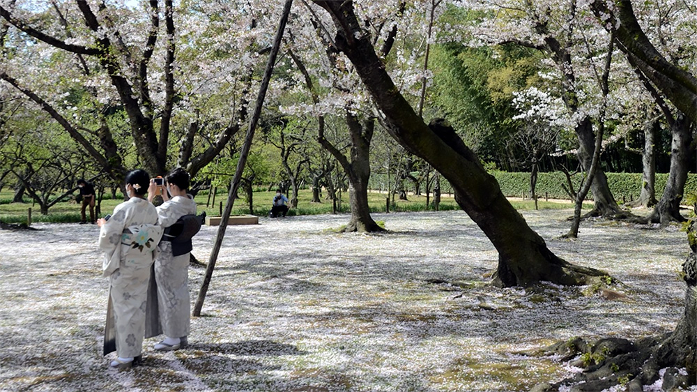 Cherry blossoms falling on ground and kimono-clad ladies