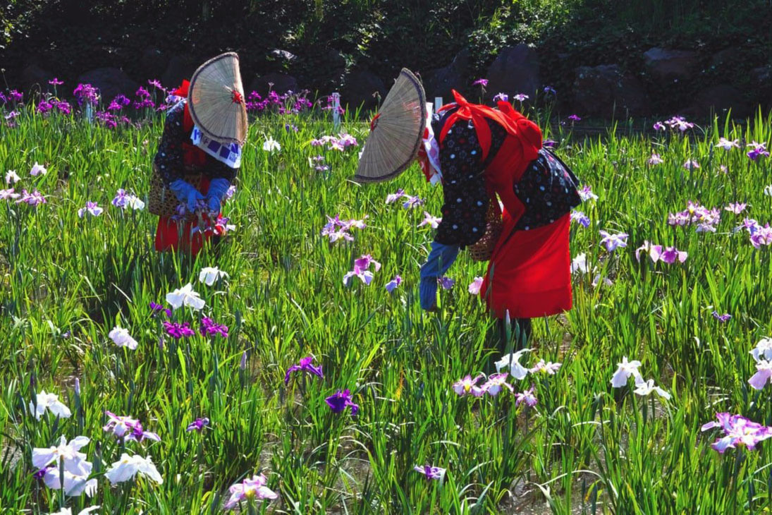 Japanese women in traditional attire harvesting iris flowers (菖蒲) in a vibrant early summer field — a scene rooted in seasonal traditions and Iris Day celebrations.