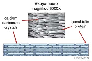 Nacre of Akoya pearl oyster has deeper luster and iridescence (orient) compared to other kinds