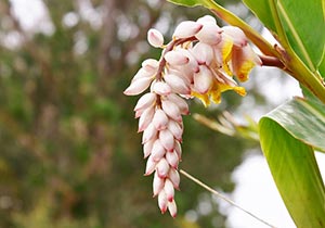 Pink Porcelain Lily is native to Okinawa. Japanese lovingly called it gettô (月桃, moon-peach).