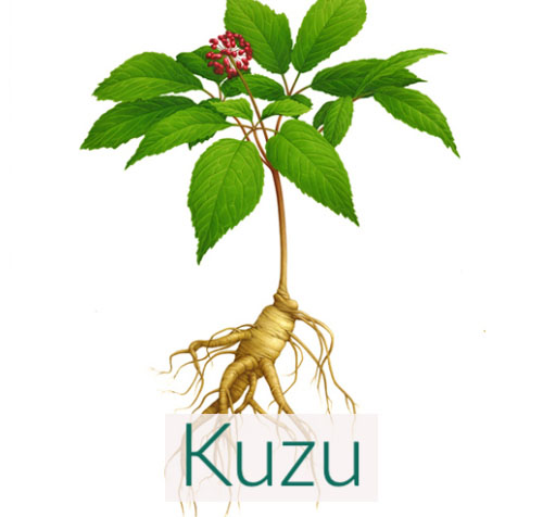 apanese Arrowroot (Kuzu or Kudzu) Powder