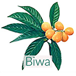 biwa-loquat-leaves-150.jpg