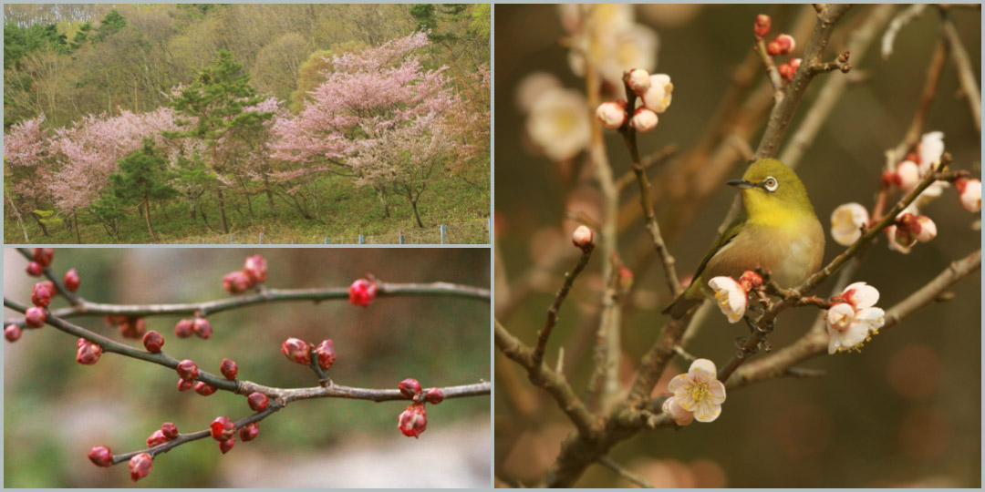 Heralding the Coming of Spring