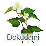 dokudami-leaves-150.jpg