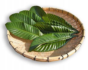 Cleaned loquat leaves on a bamboo basket