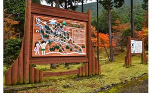 shinrin-yoku (forest bathing) initiative-- a national public health program to encourage people to take nature walks.