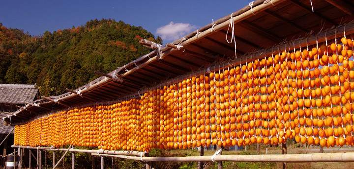 Hoshigaki persimmon drying under sun in Miyazaki