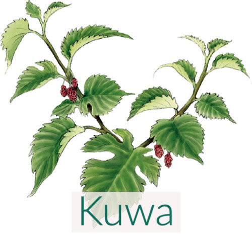 Japanese Mulberry (Kuwa) Leaves