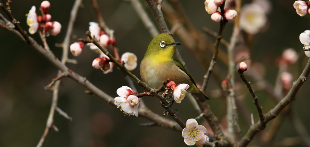 Mejiro (white eye) and plum blossoms in early spring