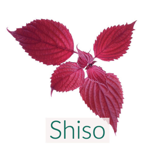 Japanese Perilla (Red Shiso or Akajiso)