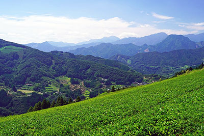 Tea farm in Takachiho highlands of central Kyushu Island