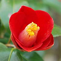 How to Use Japanese Camellia Oil for Body, Hair & Skincare