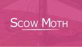 Scow Moth
