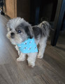 FURRY AND BRIGHT: Turquoise Dog Bone Presents by Andover Fabrics
