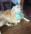 FURRY AND BRIGHT: Turquoise Dog Bone Presents by Andover Fabrics