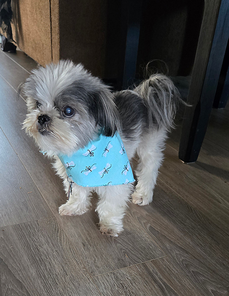 FURRY AND BRIGHT: Turquoise Dog Bone Presents by Andover Fabrics