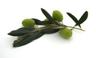 Olive Oil