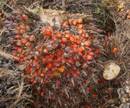 Palm Oil