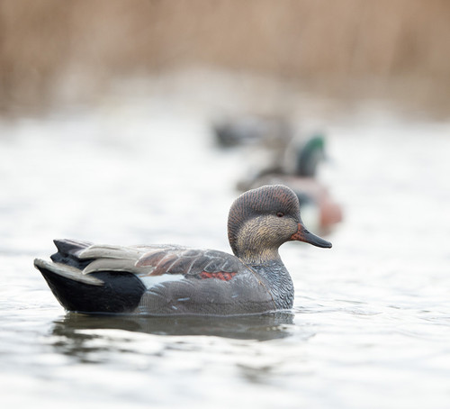 Topflight Gadwall Topflight Gadwall