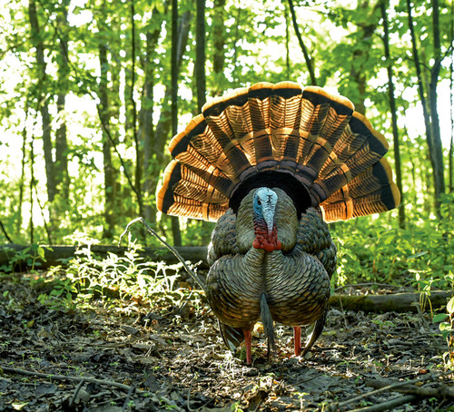 HDR Strutter HDR Strutter