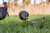 LCD Laydown Hen LCD Laydown Hen