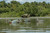 Topflight Green-Winged Teal