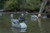 Topflight Pintails Topflight Pintails