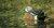 Topflight Blue-Winged Teal Topflight Blue-Winged Teal