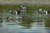 Topflight Blue-Winged Teal Topflight Blue-Winged Teal