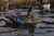 Power Shaker Motion Decoys Power Shaker Motion Decoys