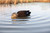 Power Shaker Motion Decoys Power Shaker Motion Decoys